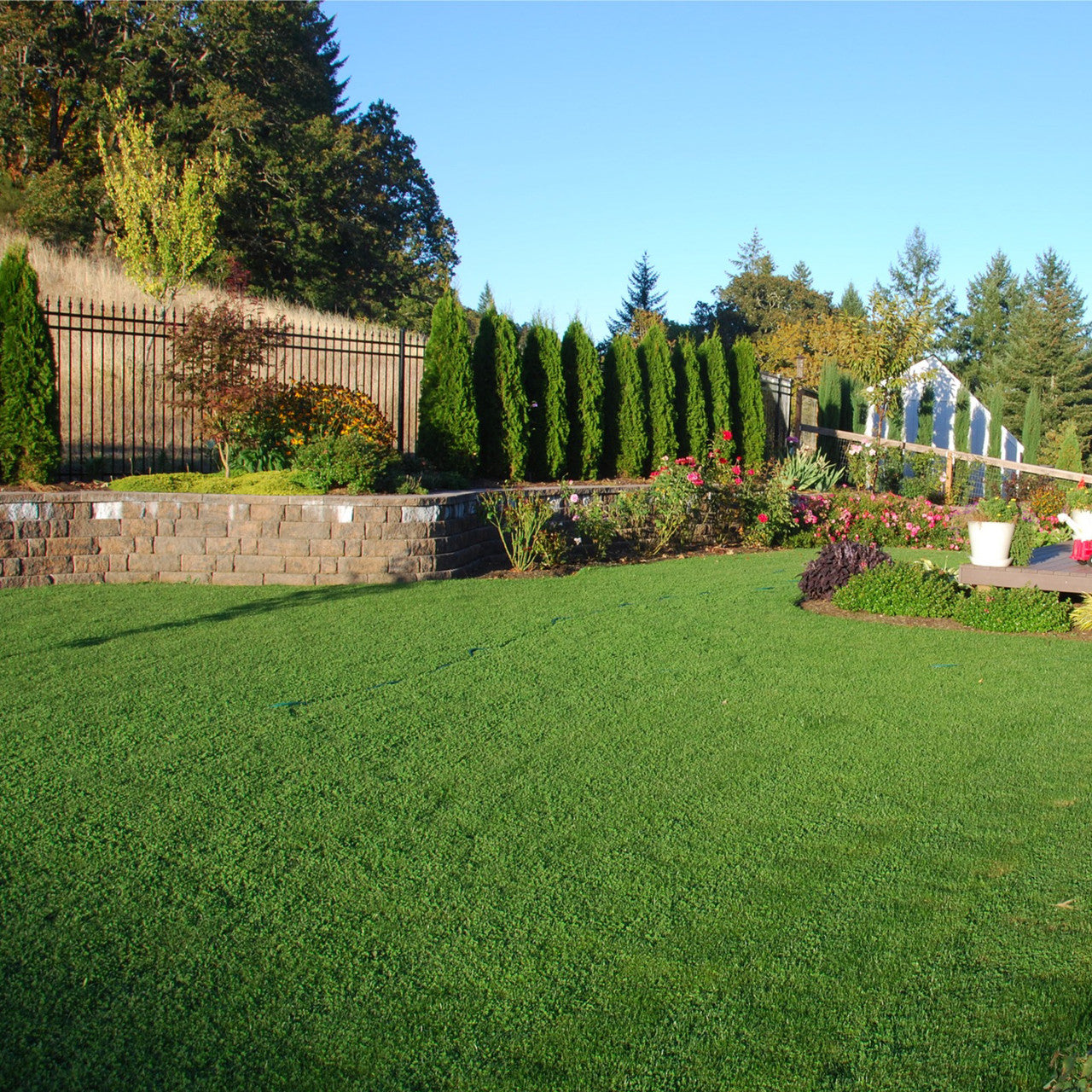 MicroLawn Low & Slow Grass Seed - 5 lbs