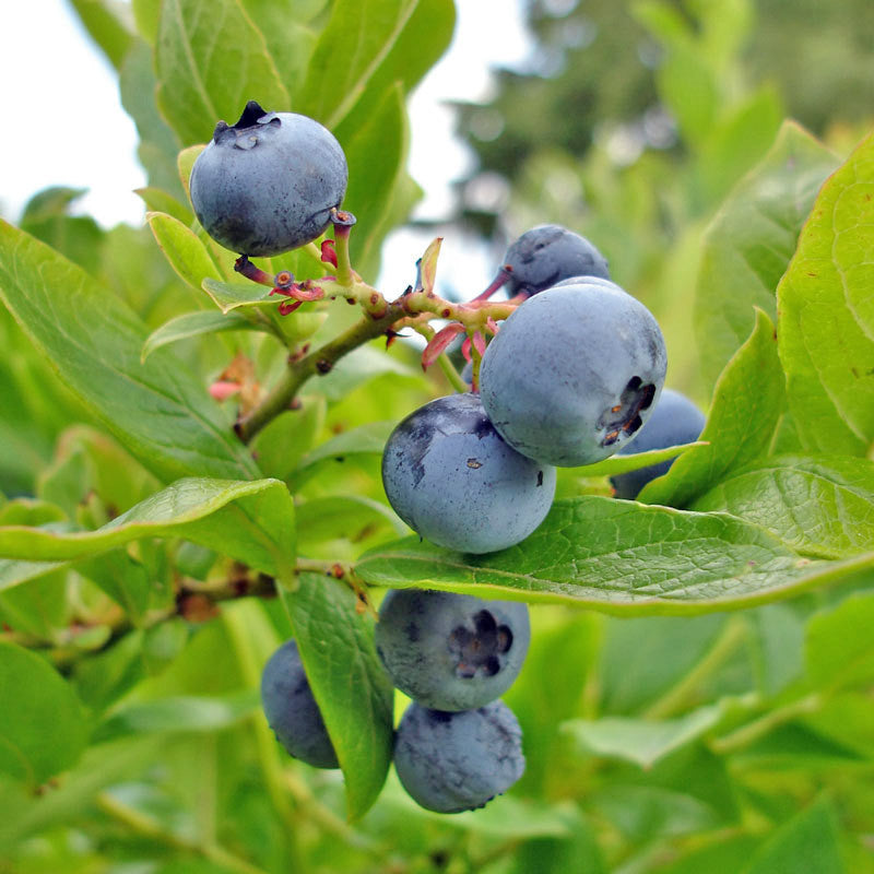 Bluecrop Highbush