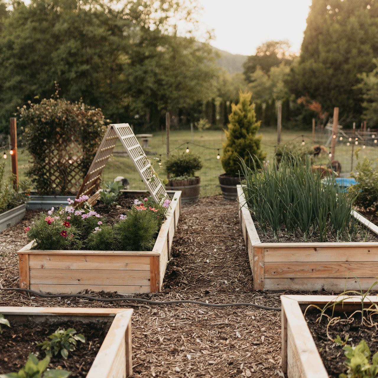 Natural Cedar Raised Garden Beds