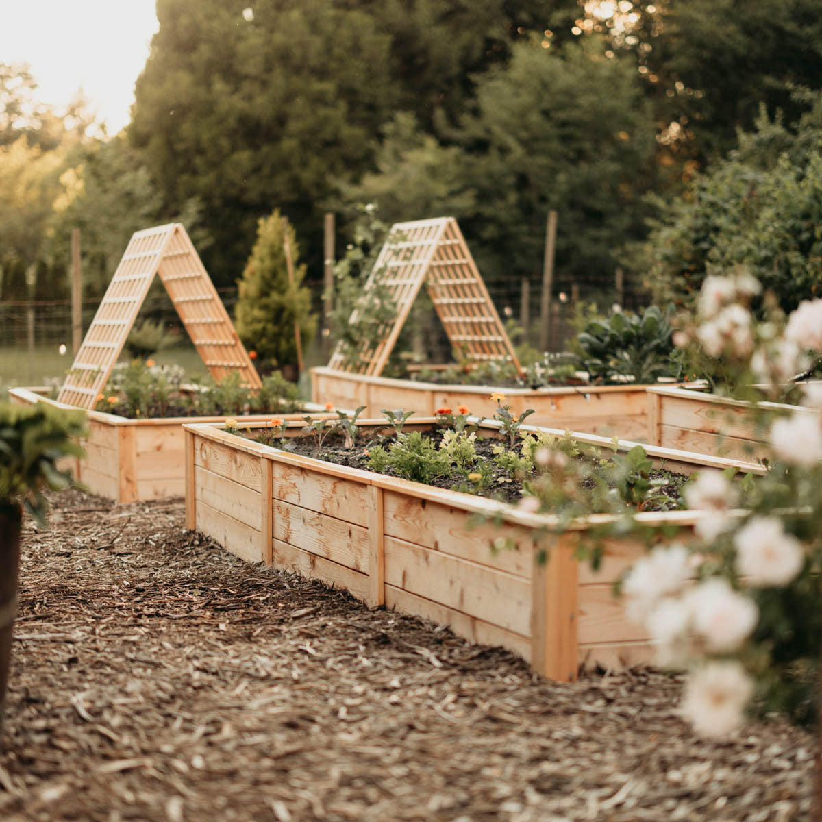 Natural Cedar A-Frame Trellises
