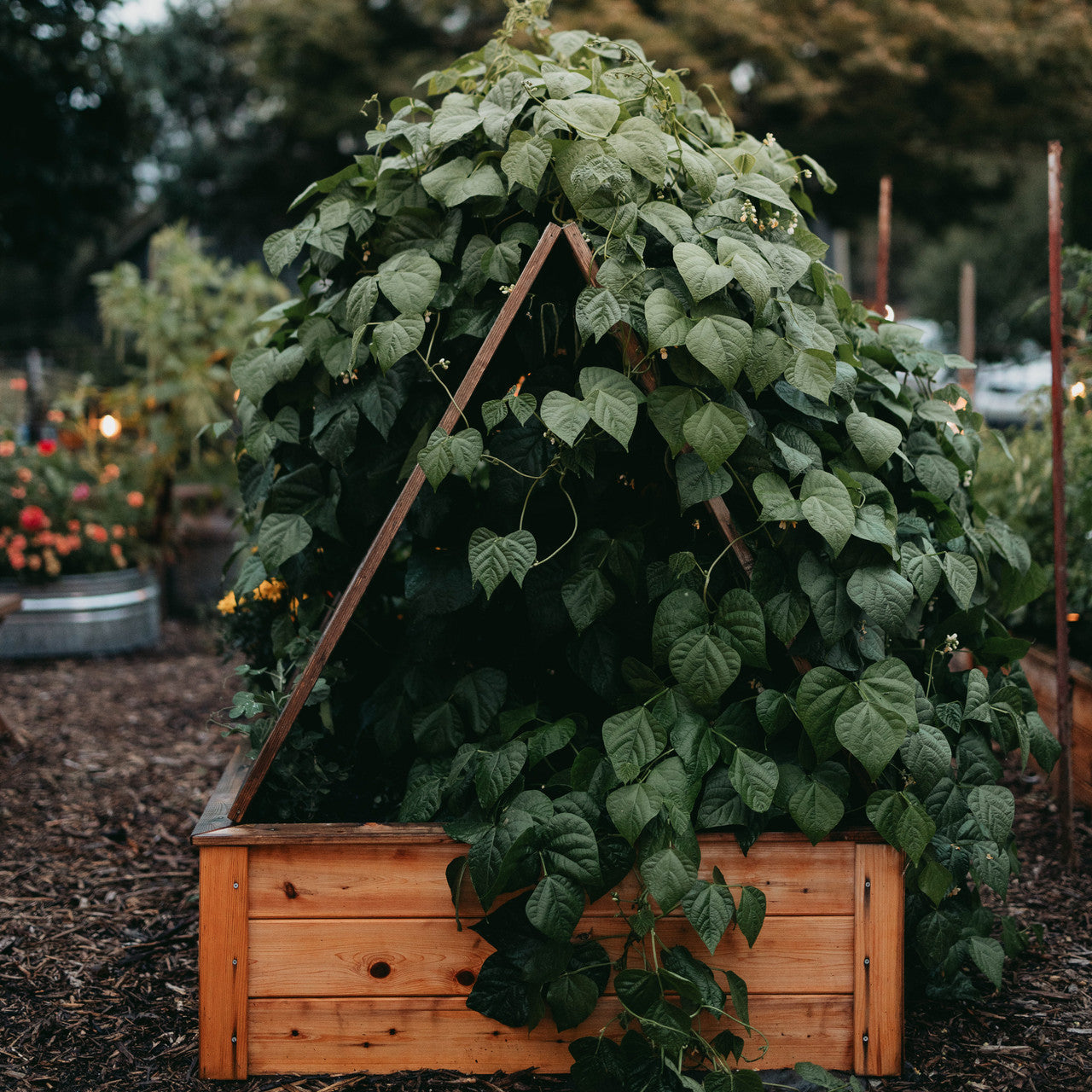 Natural Cedar A-Frame Trellises