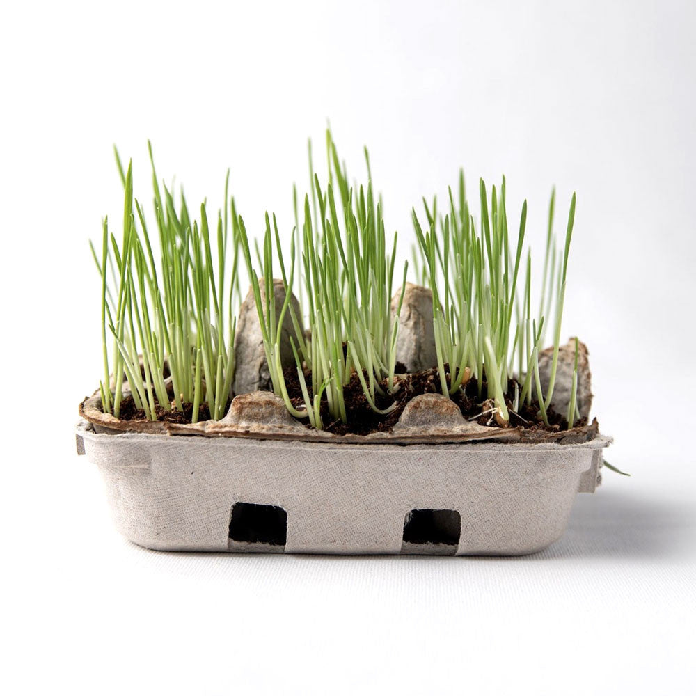 Recycle the carton to grow grass for your chickens! 