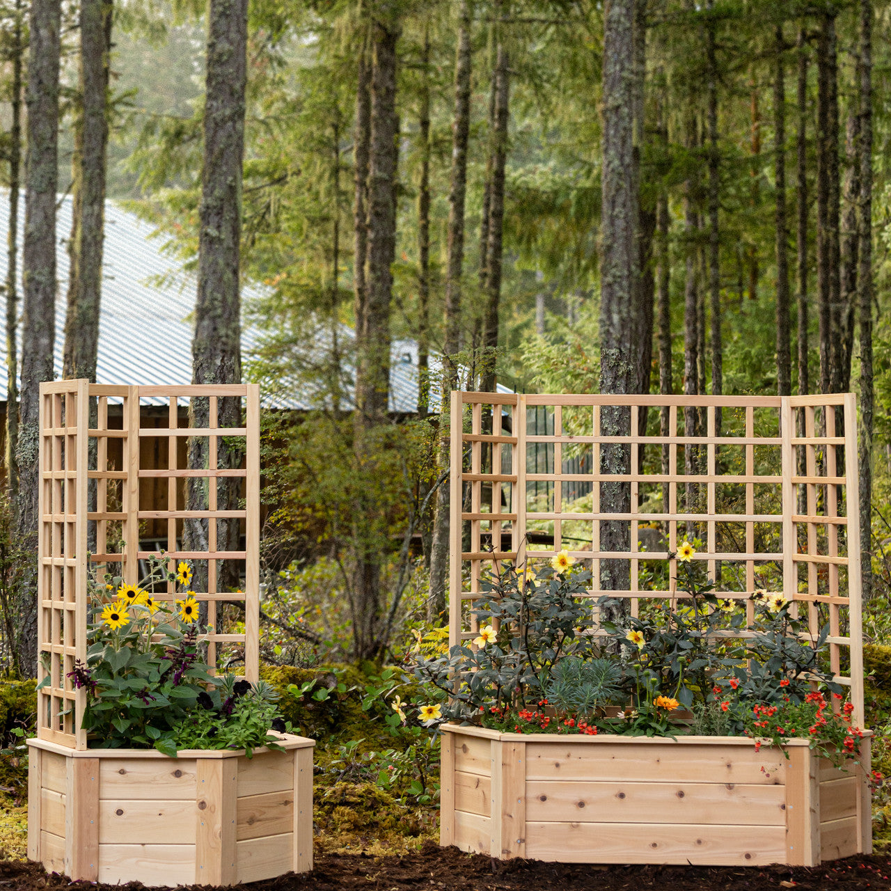 Natural Cedar Hexagon Raised Beds with Trellis