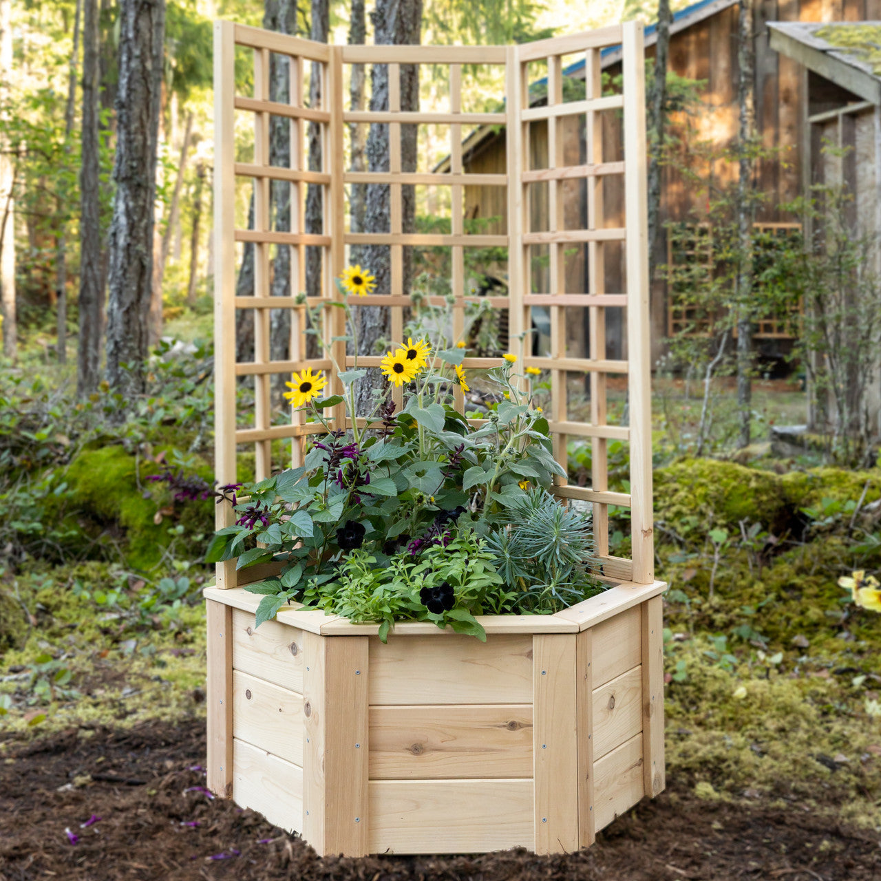 Natural Cedar Hexagon Raised Beds with Trellis