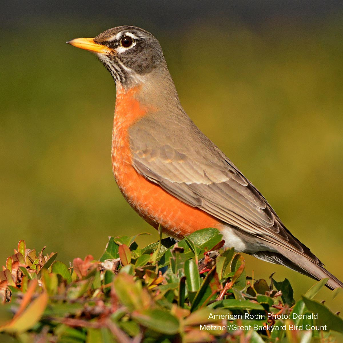 Audubon® Native Hawthorn Trees