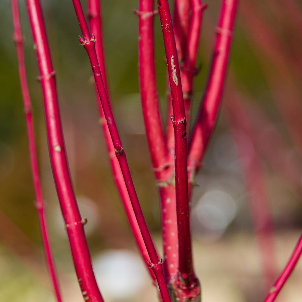 Red Twig Dogwood