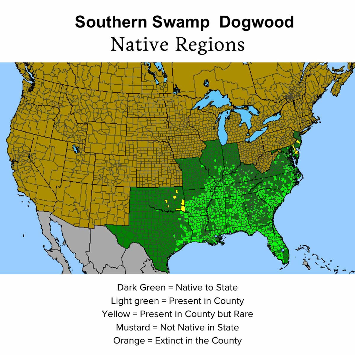 Southern Swamp Dogwood 