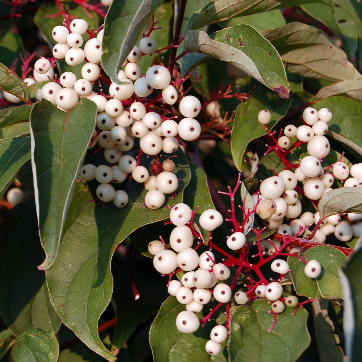 Southern Swamp Dogwood 