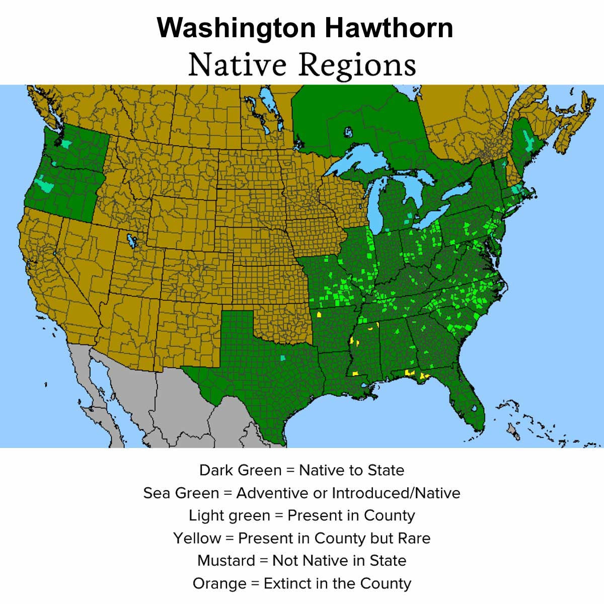 Audubon® Native Washington Hawthorn