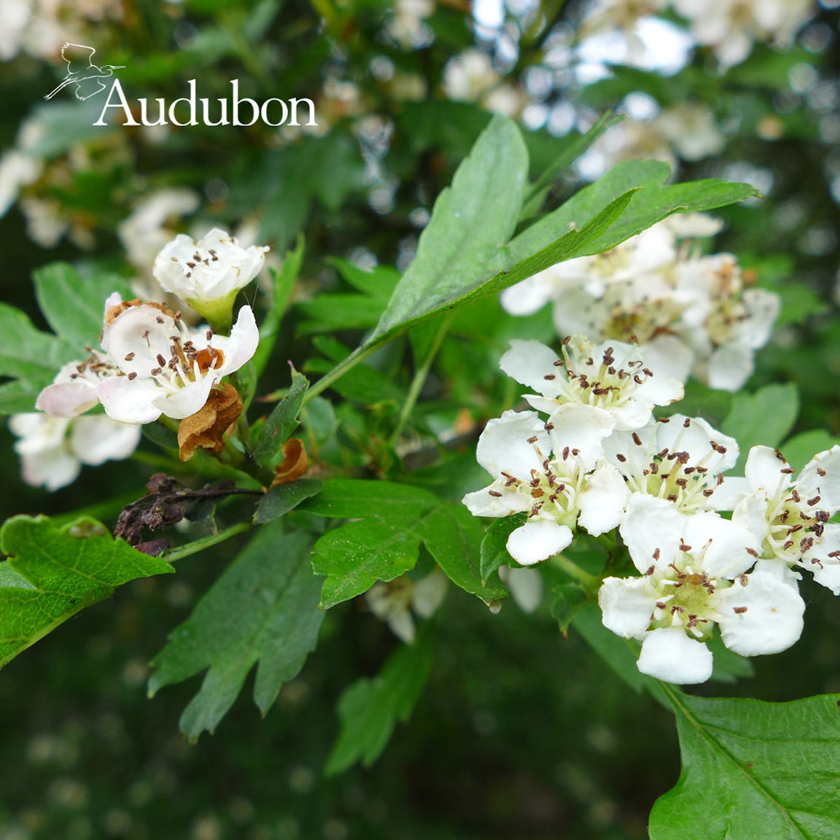 Audubon® Native Washington Hawthorn