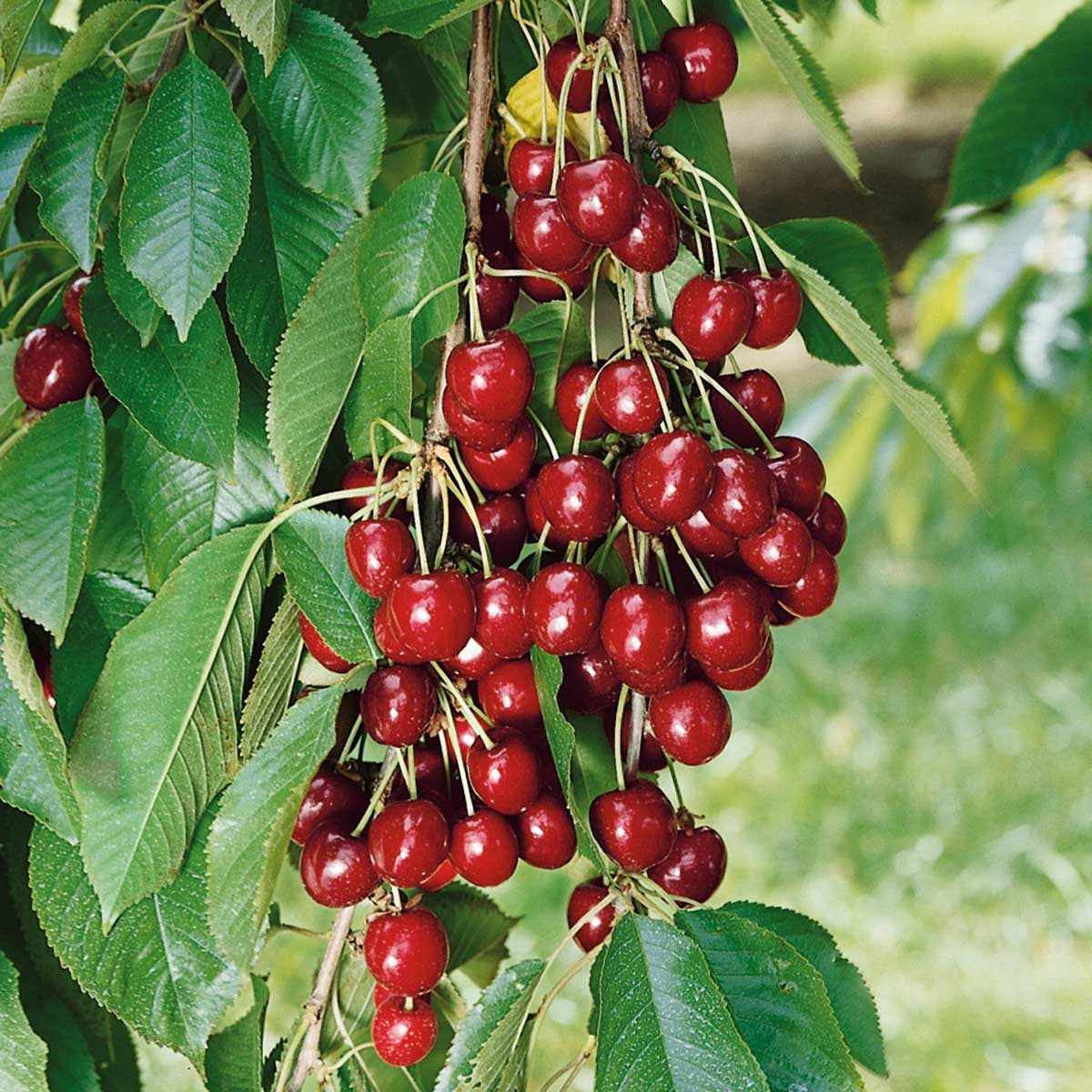 Bing Sweet Cherry