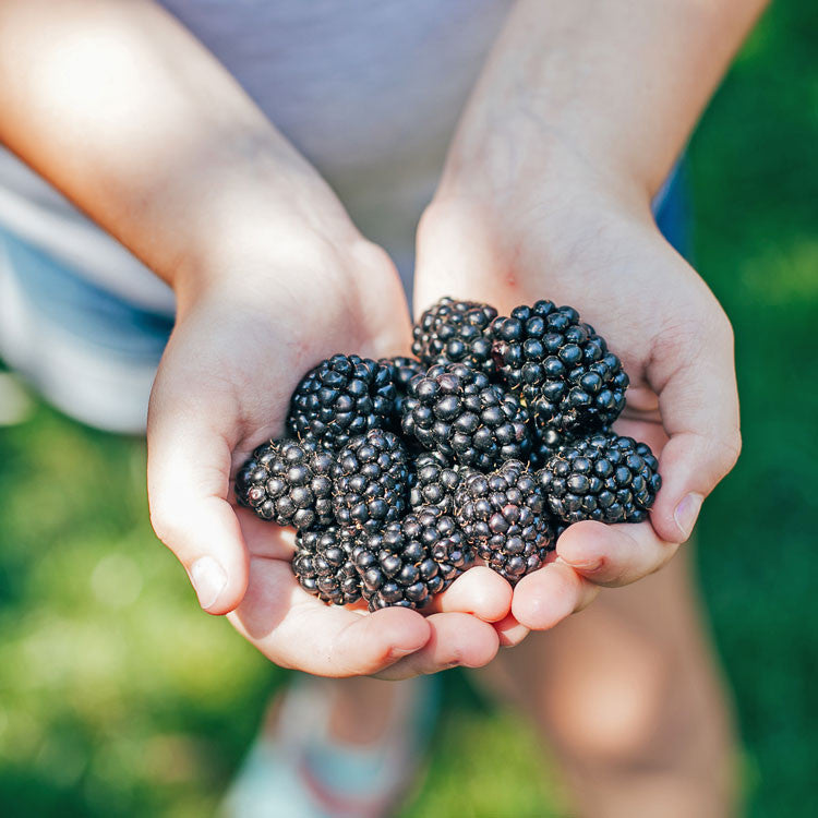 Bower & Branch Blackberry Bush