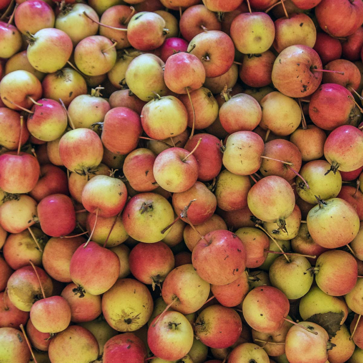 Chestnut Edible Crabapple