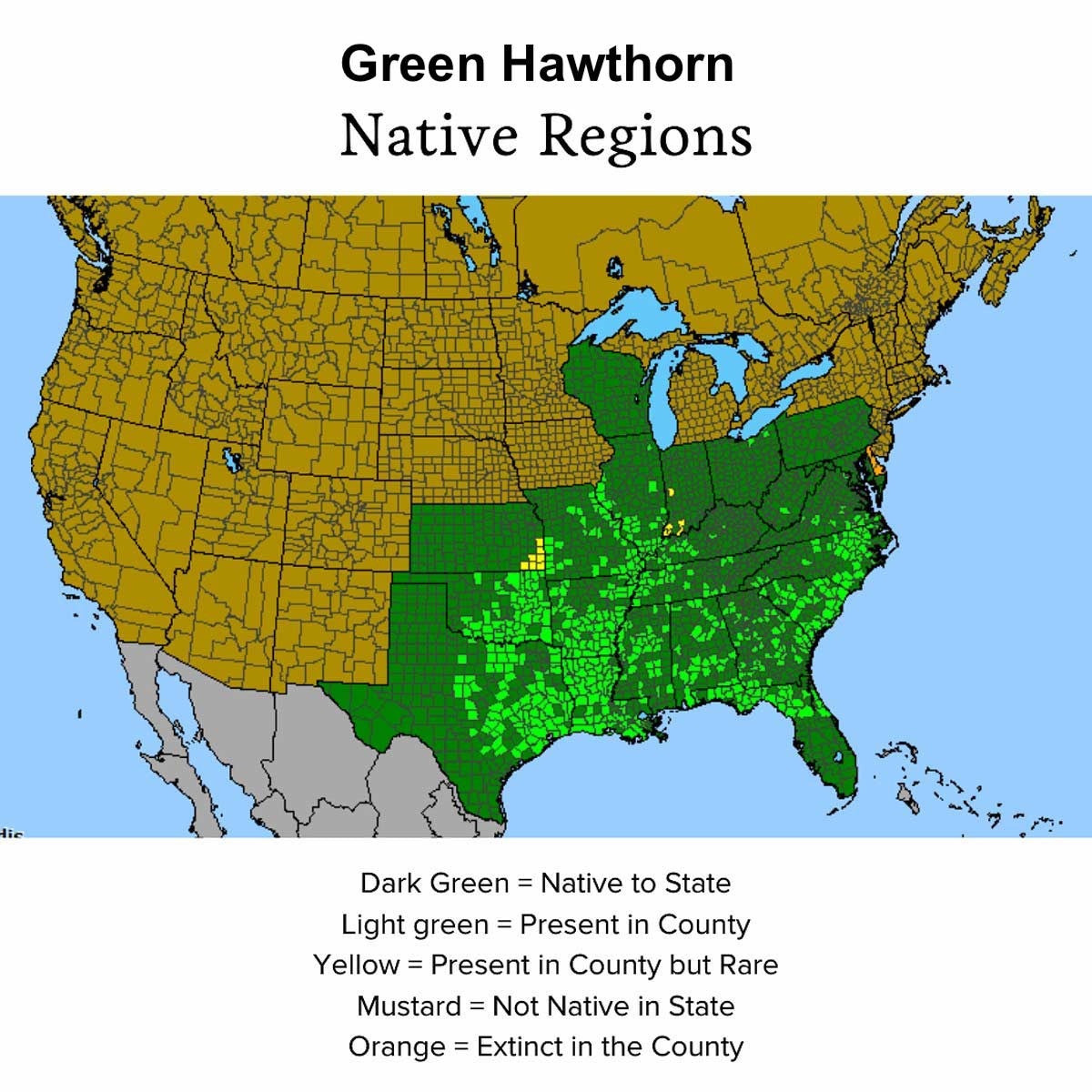 Audubon® Native Green Hawthorn