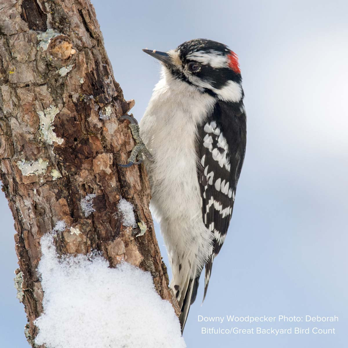 Audubon® Native Dogwood Shrub