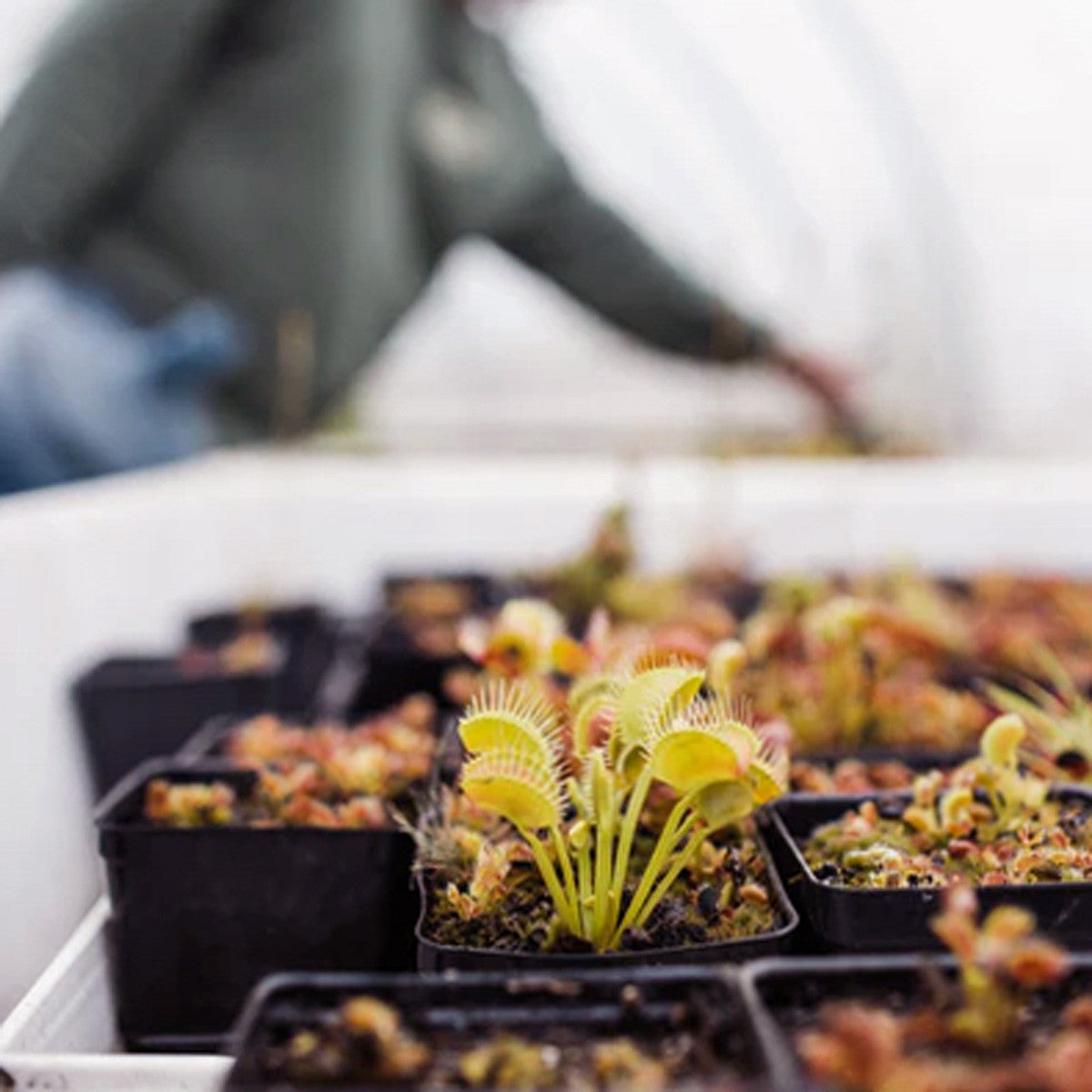 Carnivorous Venus Flytrap Grow Kit