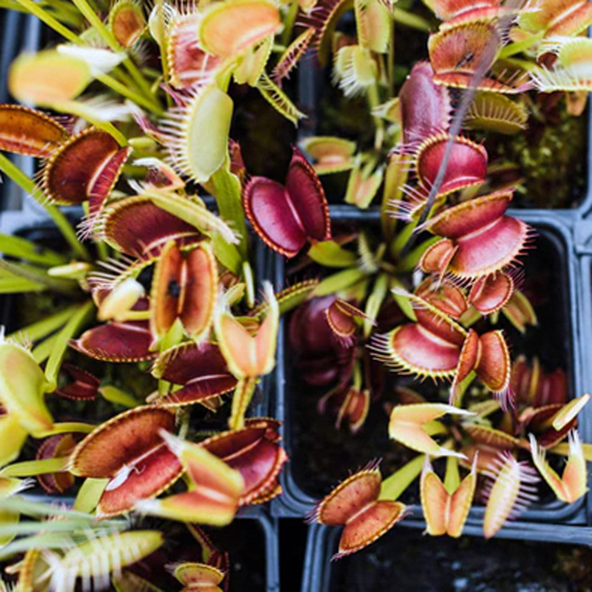 Carnivorous Venus Flytrap Grow Kit
