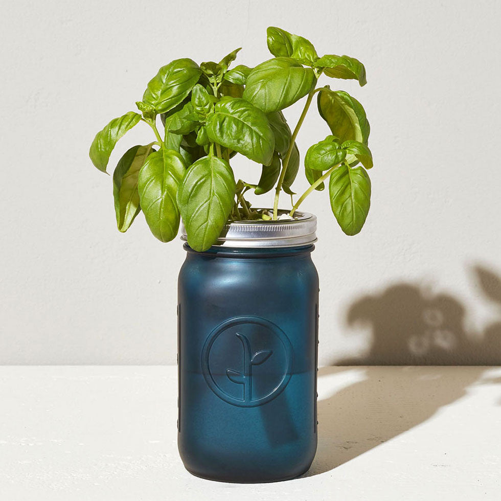 Basil Garden Jar