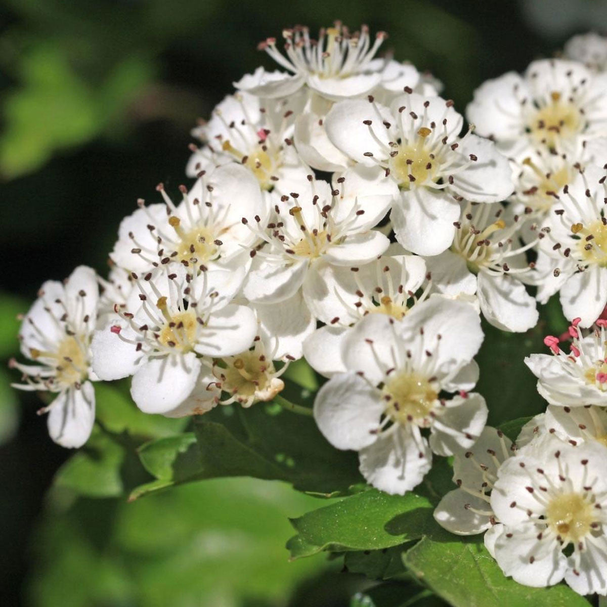 Audubon® Native Green Hawthorn