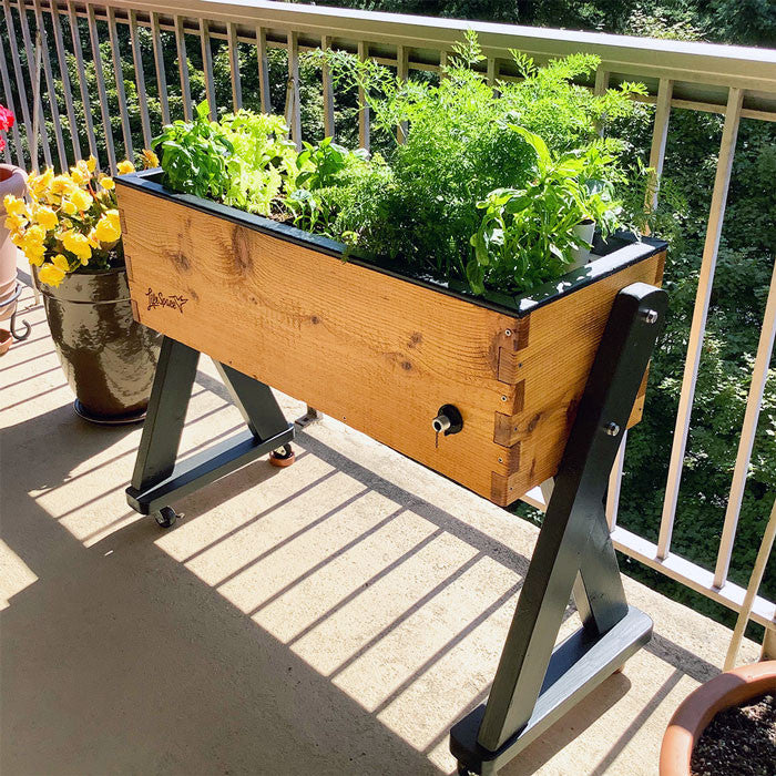 Modern Clear (black trim)