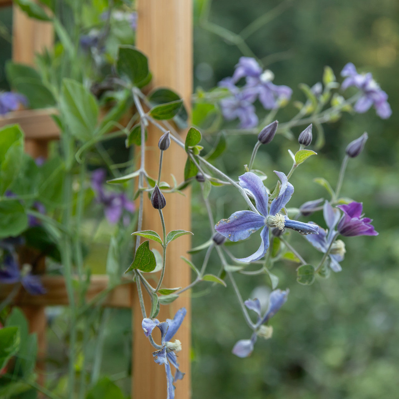 Natural Cedar Elevated Planter with Trellis