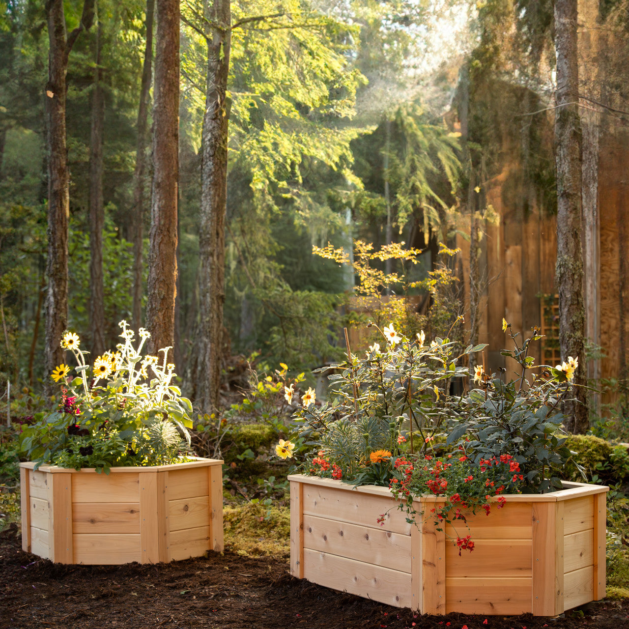 Natural Cedar Hexagon Raised Beds