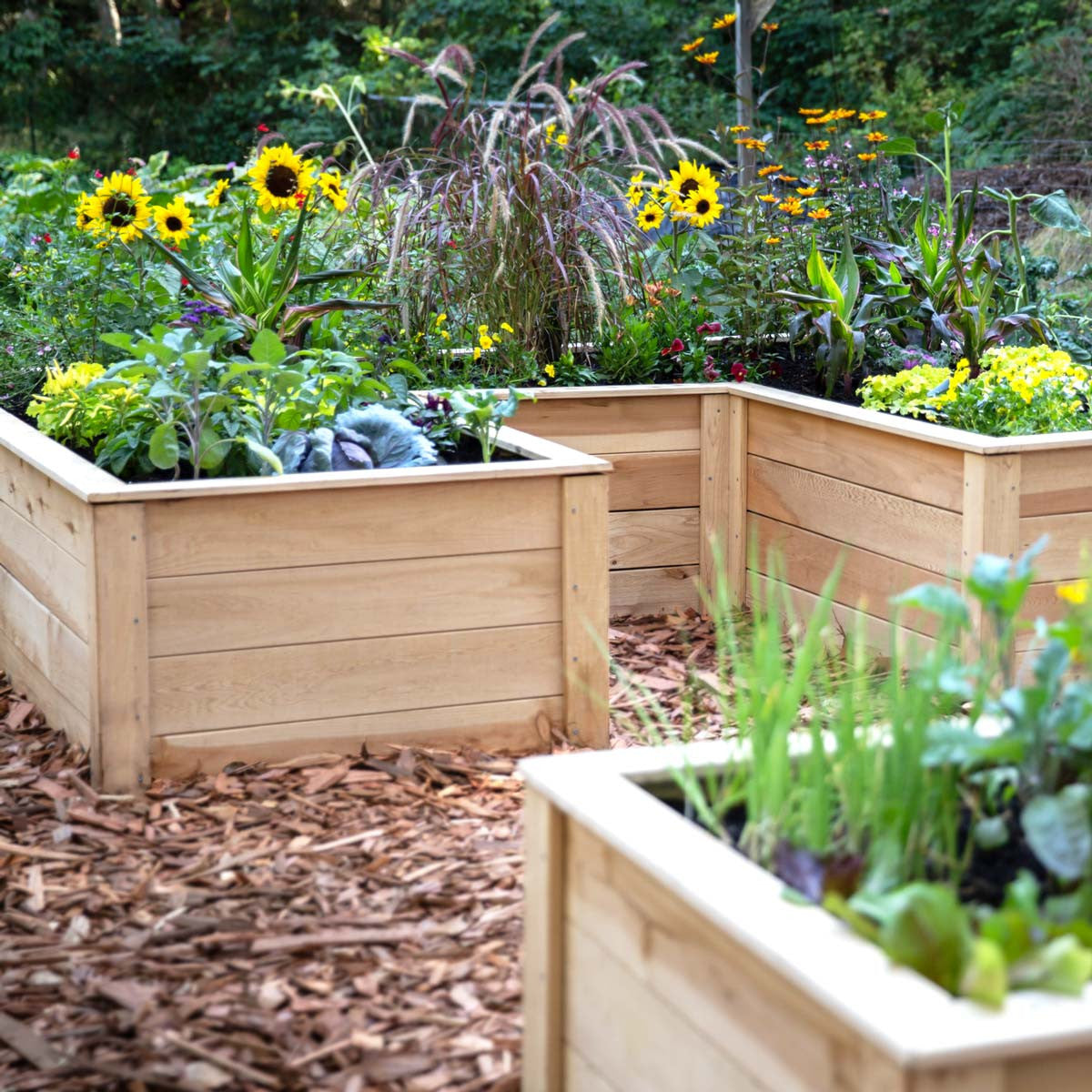 Natural Cedar 7.5' U-Shaped Raised Garden Beds