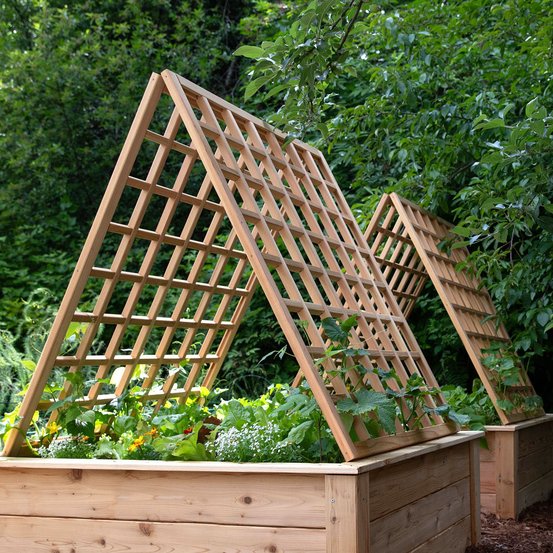 Natural Cedar A-Frame Trellises