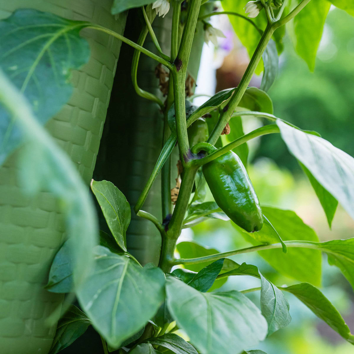 Greenstalk Vertical Planter - Basket Weave