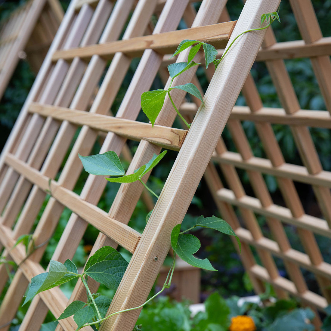 Natural Cedar A-Frame Trellises