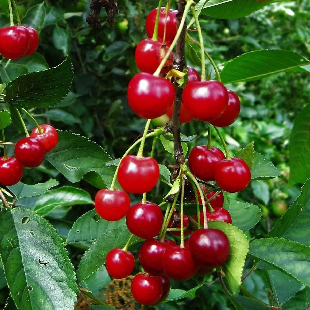 Montmorency Sour Cherry