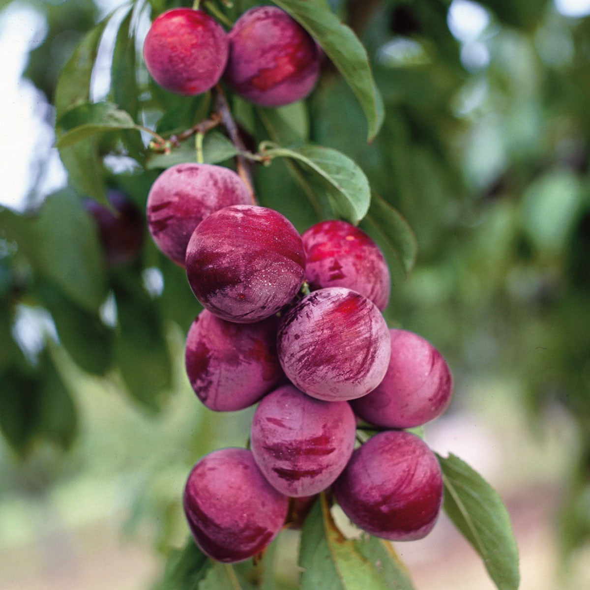 Ozark Premier Japanese Plum