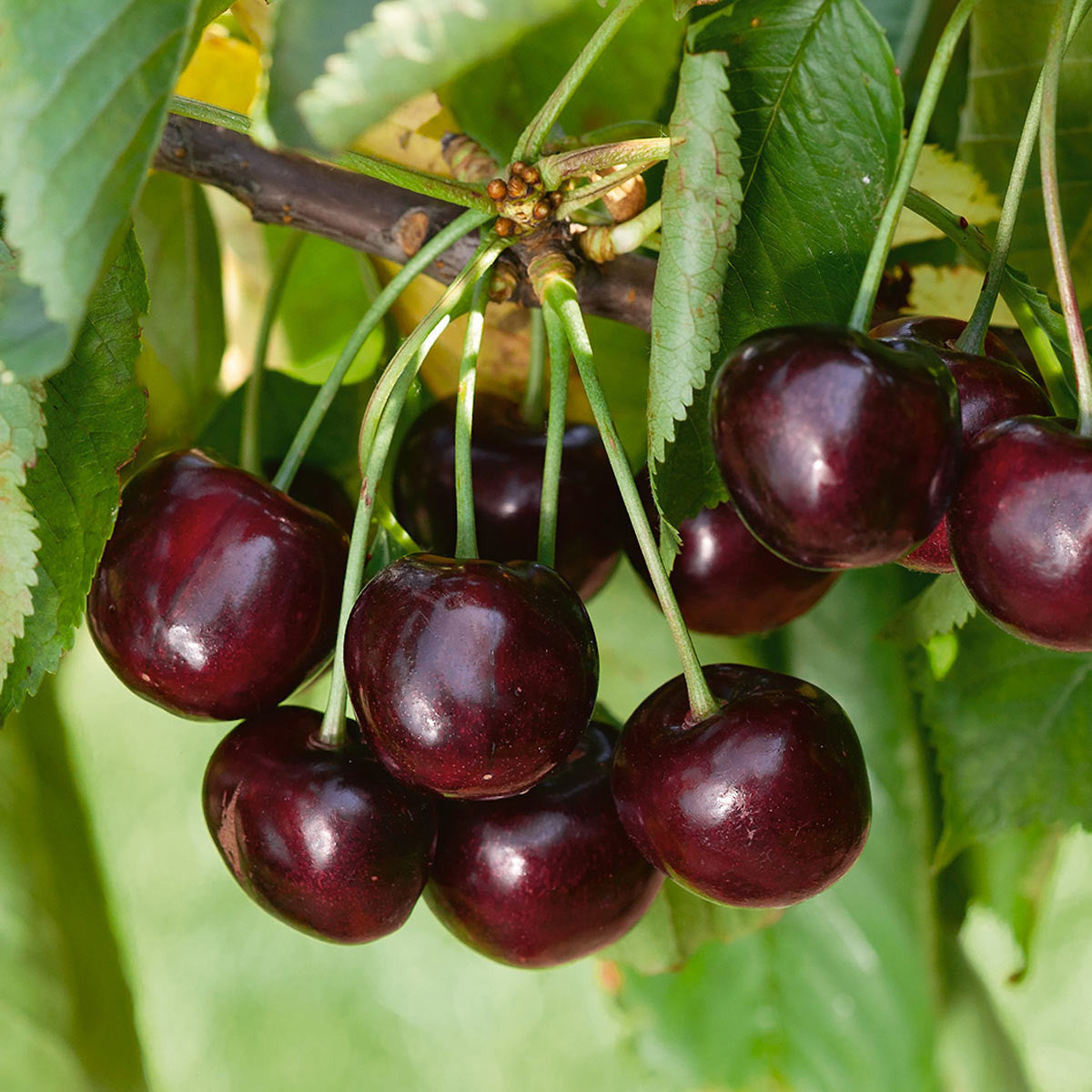 Black York Sweet Cherry