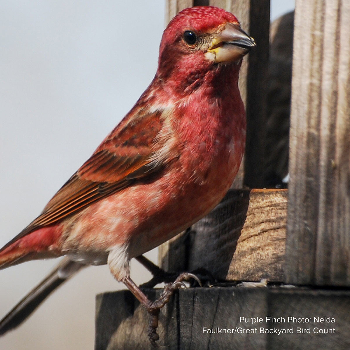 Audubon® Native Hawthorn Trees