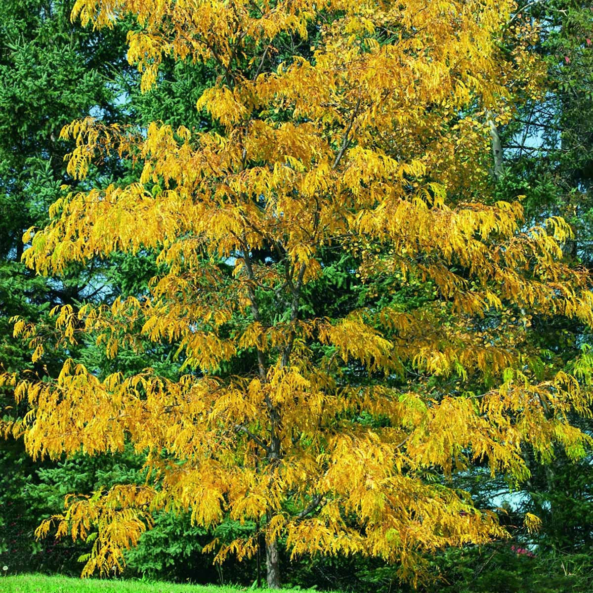 Audubon® Native Honeylocust Trees
