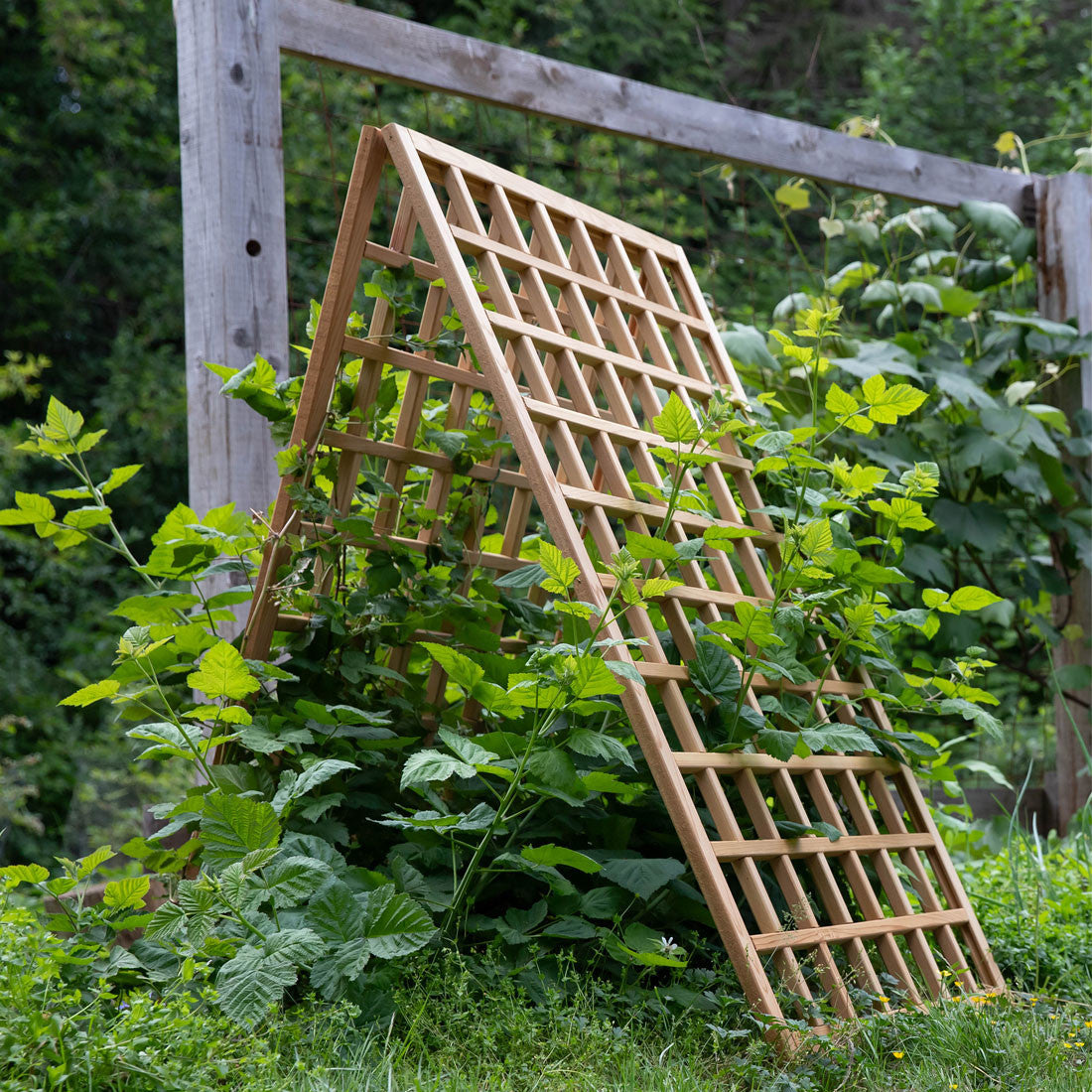 Natural Cedar A-Frame Trellises