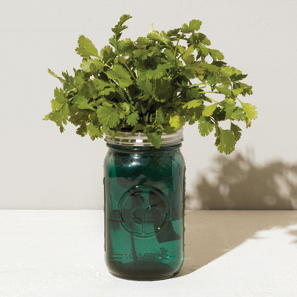 Cilantro Garden Jar