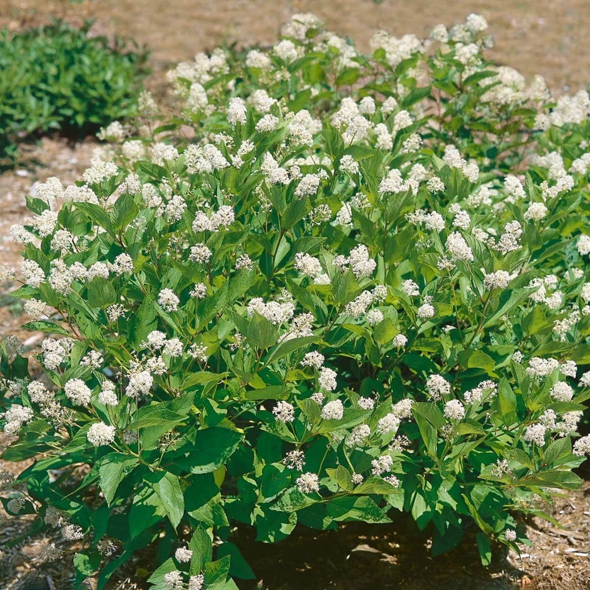 Audubon® Native Jersey Tea Shrub