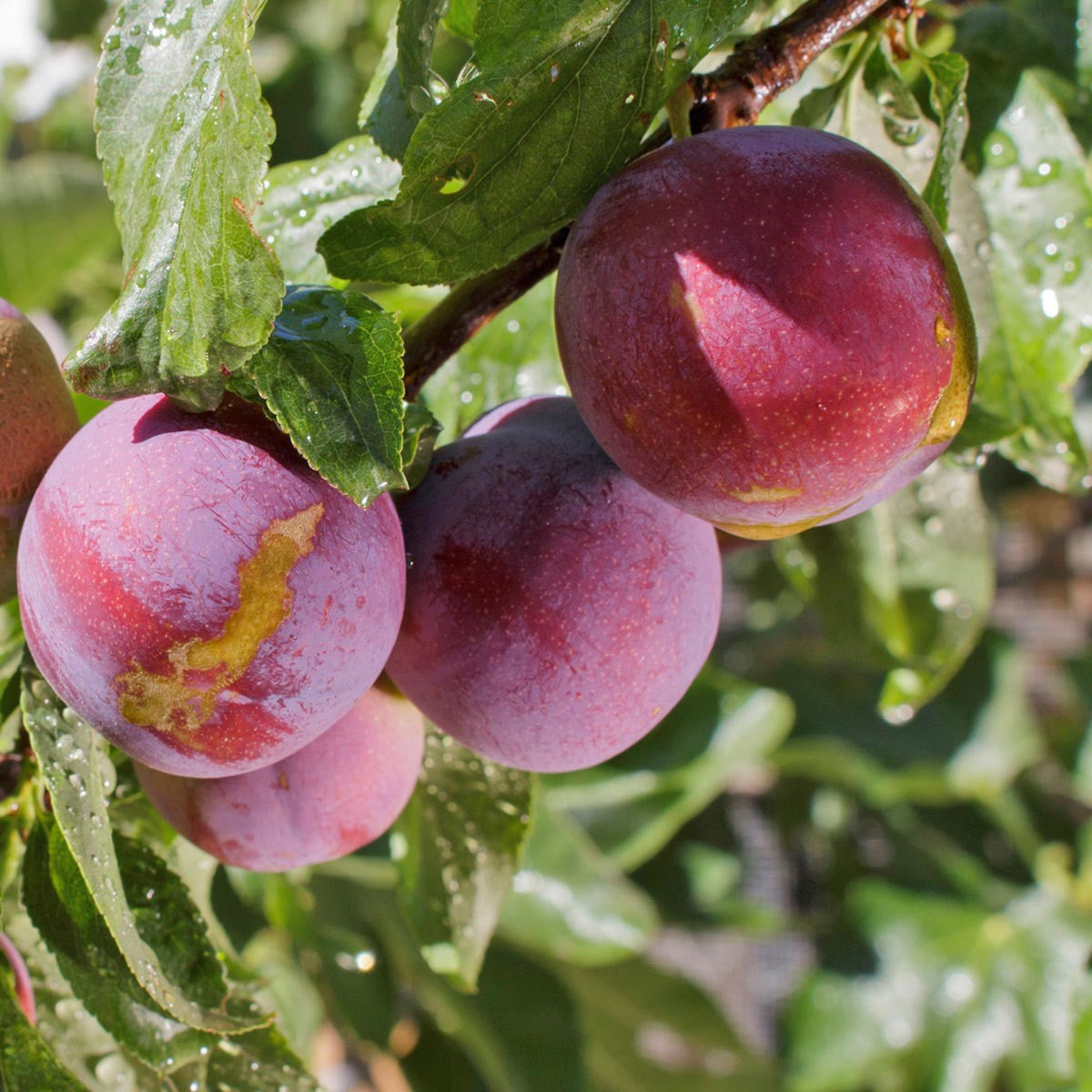 Toka Japanese Plum