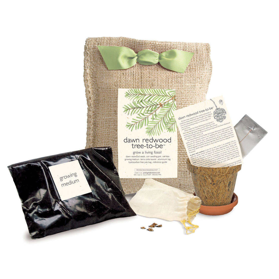 Dawn Redwood Tree-to-Be