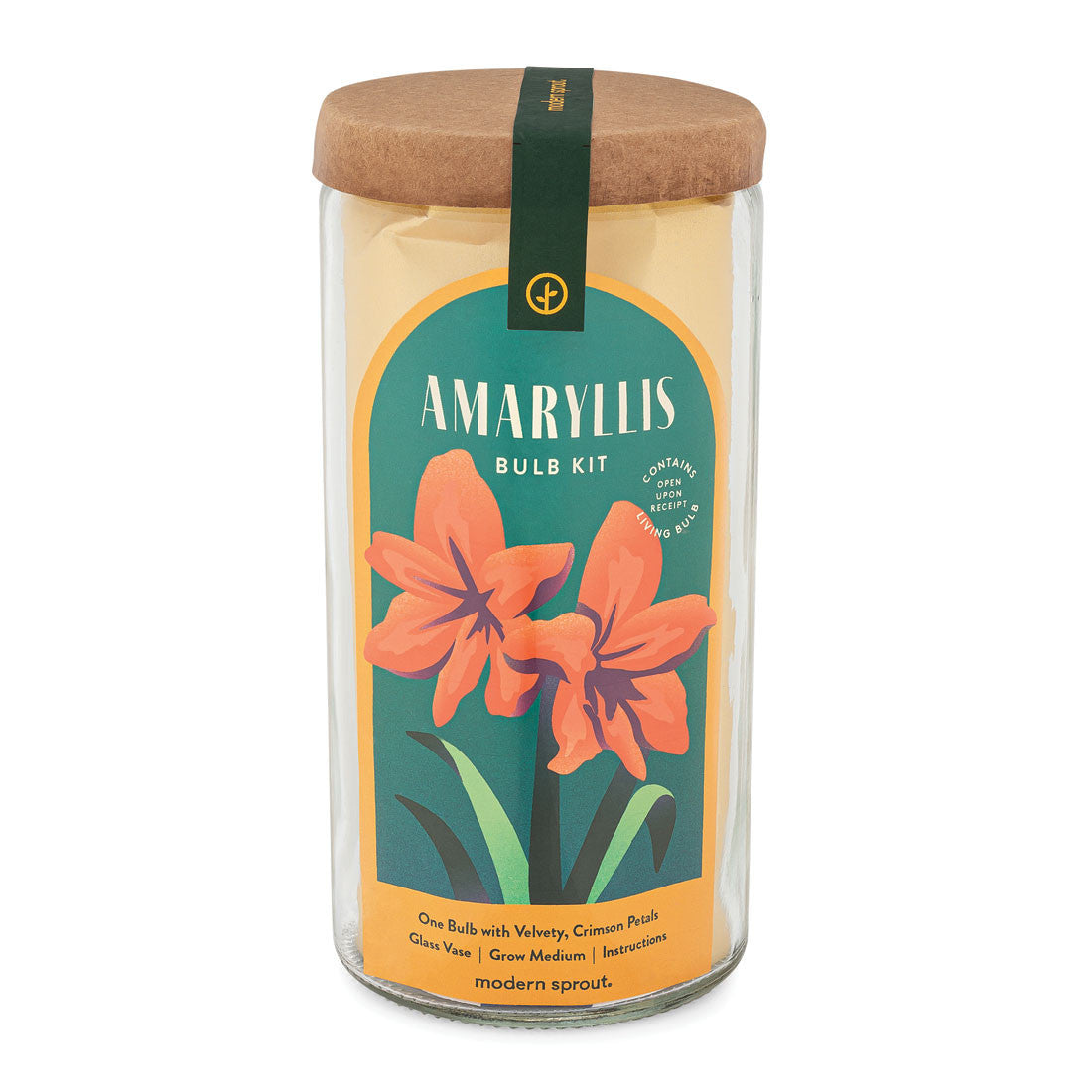 Amaryllis Winter Bulb Kit