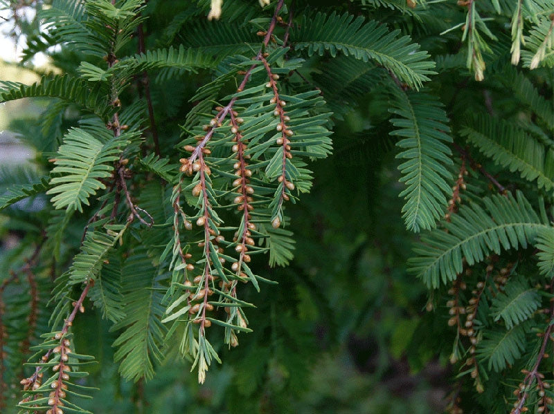Jurassic Dawn Redwood Tree Grow Kit