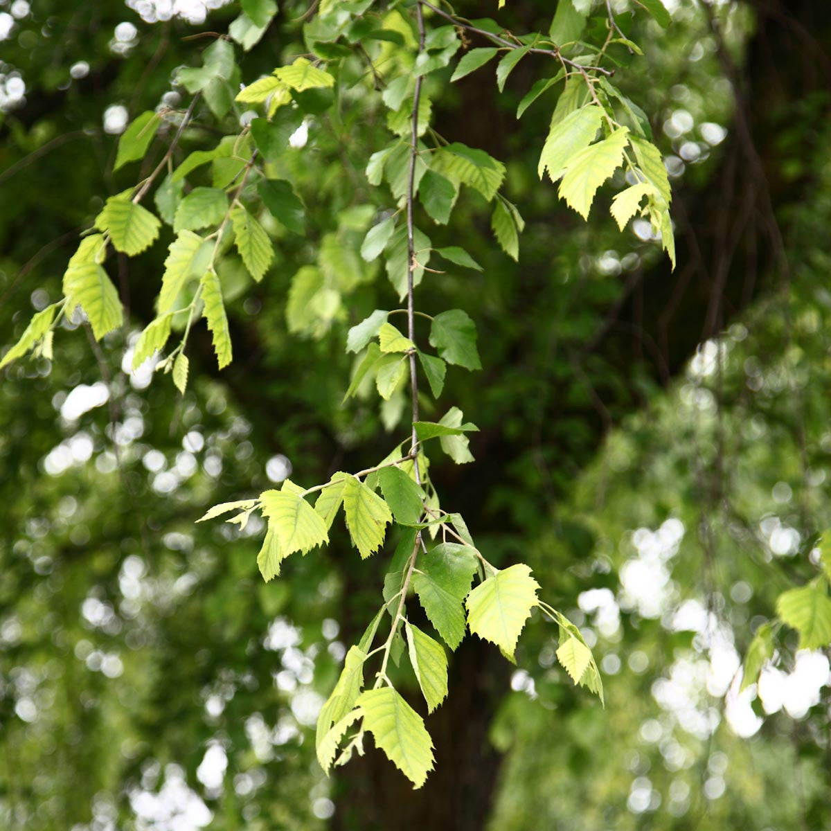 Audubon® Native River Birch Tree