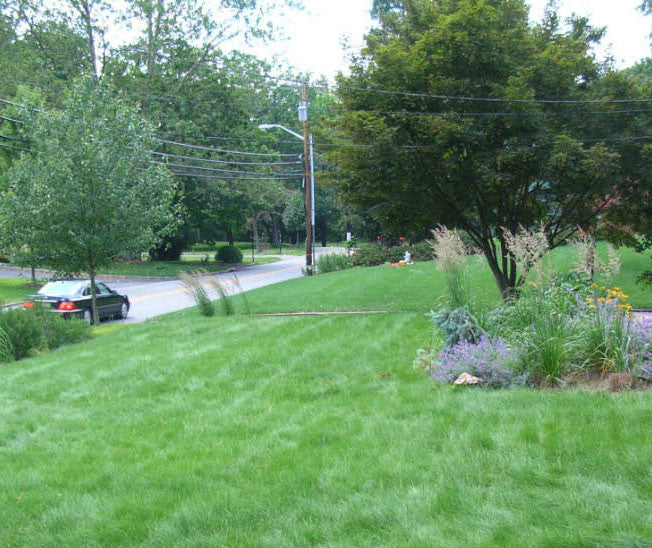 Wildflower Farm's Eco-Lawn Grass Seed - 5 lb