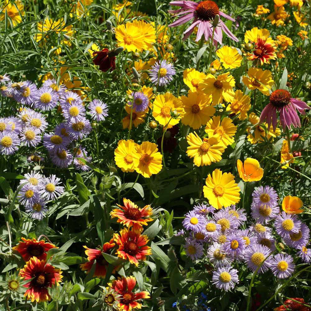 Monarch Milkweed Scatter Garden