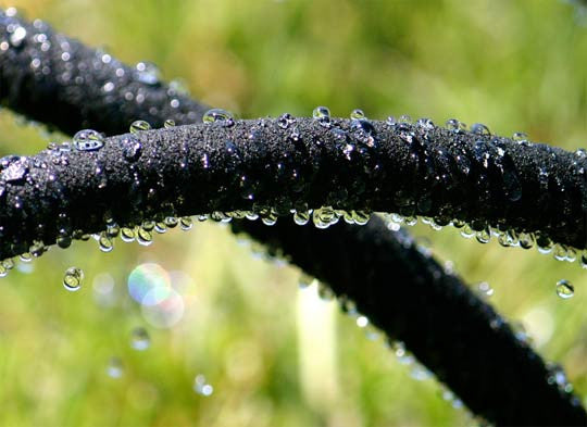 Tree Ring Soaker Hose