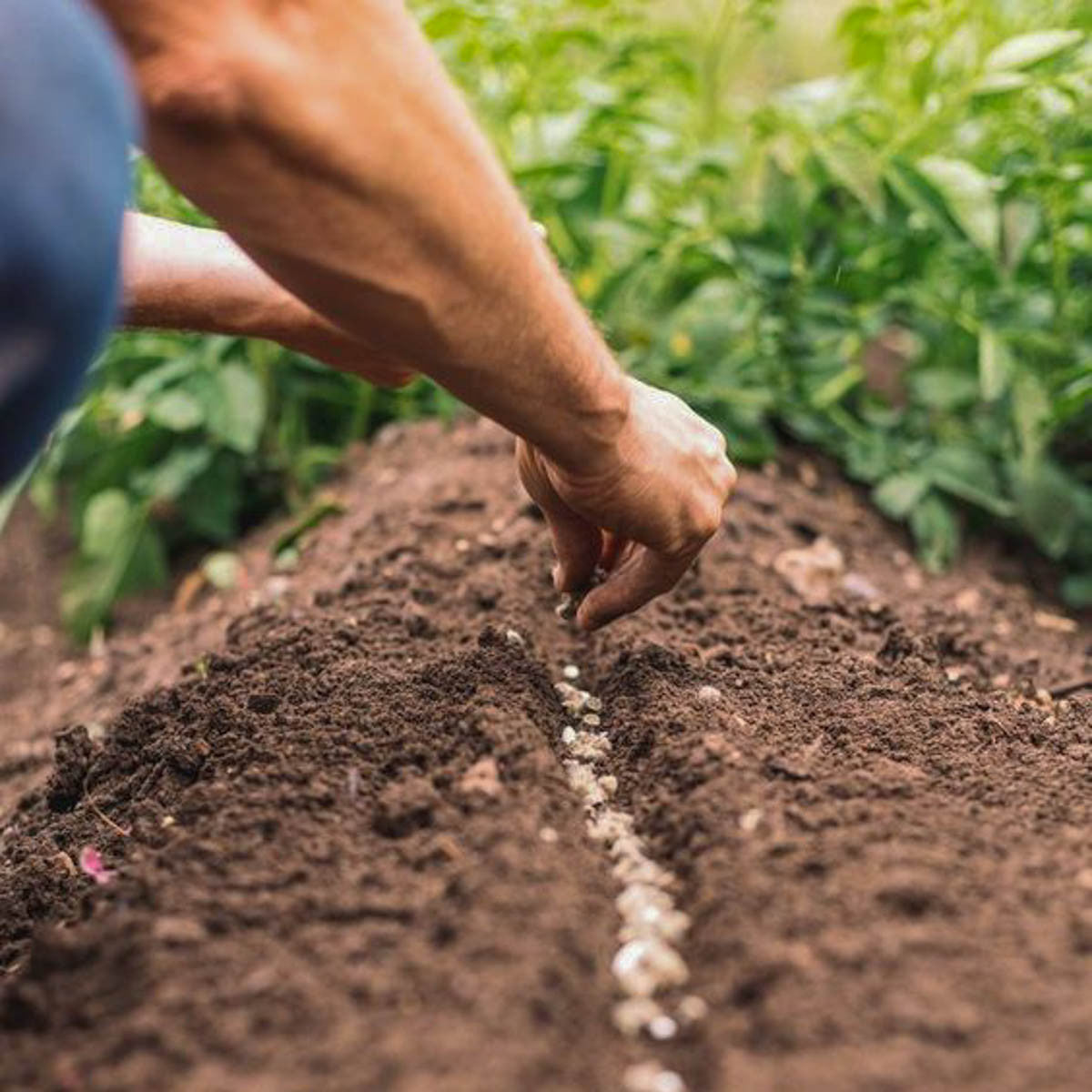 Organic Wool Garden Pellets Slow Release Fertilizer 9-0-2 - 22 lbs