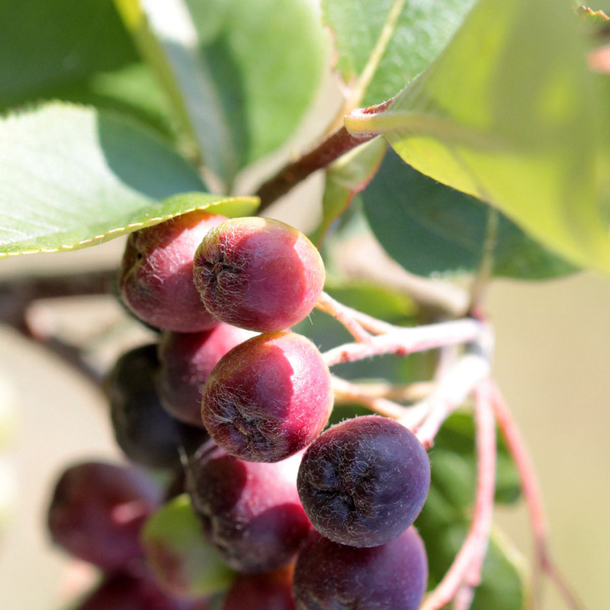 Audubon® Native Red Chokeberry Shrub