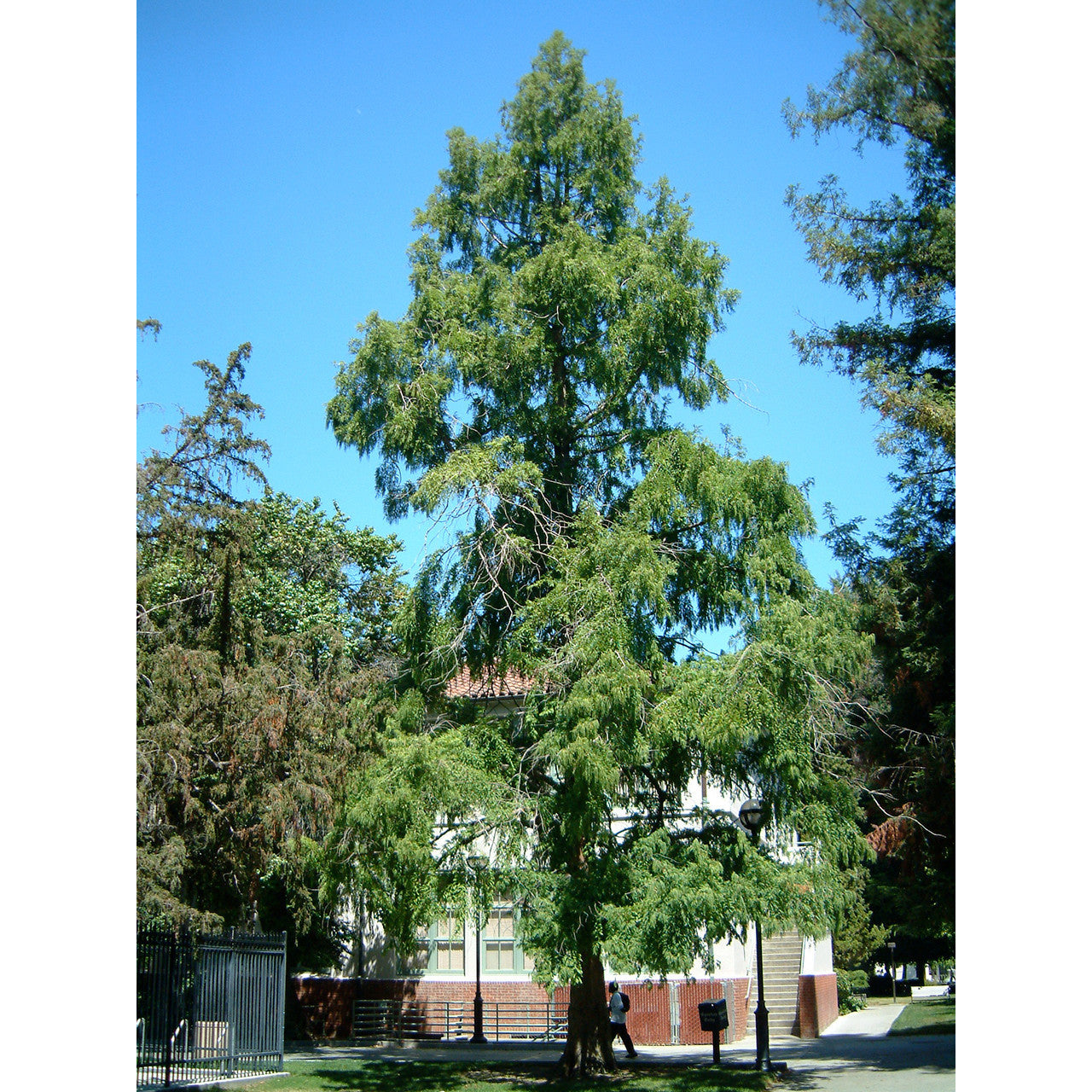 Jurassic Dawn Redwood Tree Grow Kit