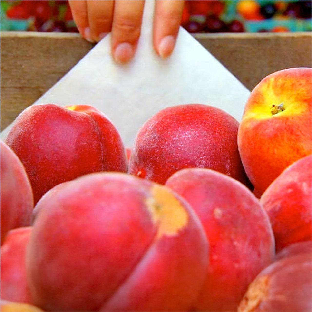 FreshPaper Produce Saver